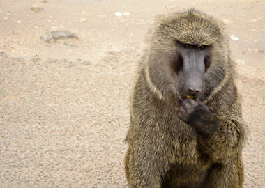 baboon in the african bush
