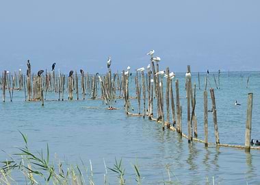 cormorant and seagull
