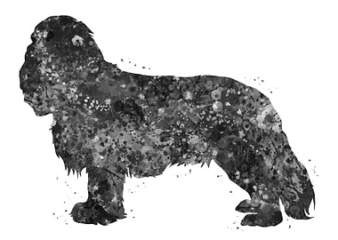 Cavalier king charles