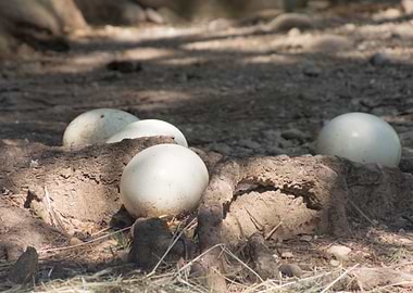 ostrich egg in the farm