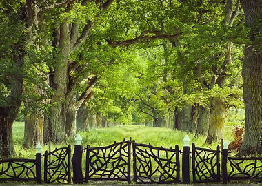 Oak Trees and Old Gate
