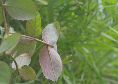 green and purple plant