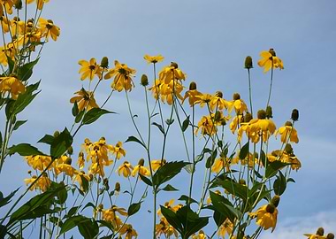 yellow rudbeckia flower