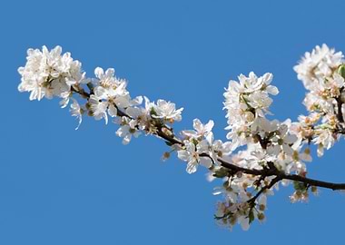 white flower on the tree