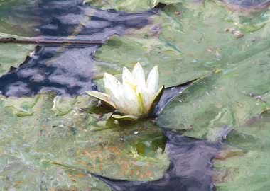 waterlily in bloom