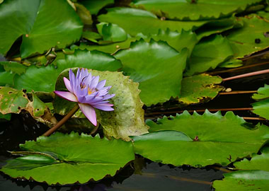 waterlily in bloom