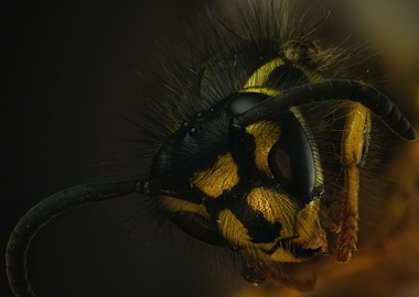 Wasp