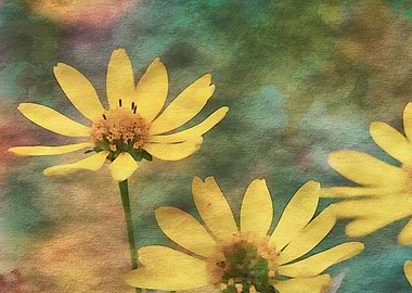 yellow rudbeckia flower