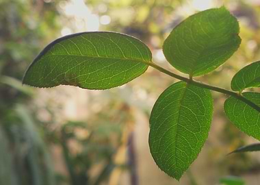 Green shiny textured leaf