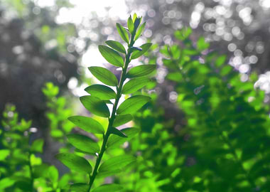 Green and gray leaves