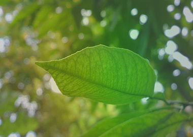 Green shiny textured veins
