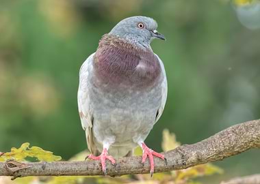 cute pigeon