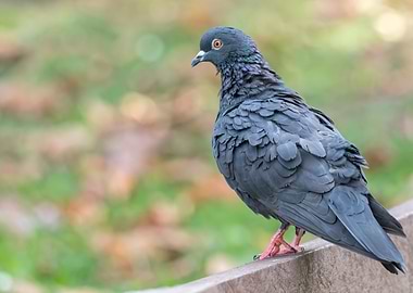 cute pigeon