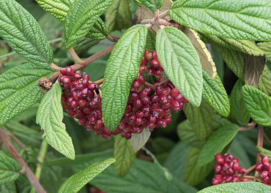 red rosehips in the garden
