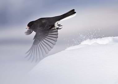 Junco in flight and snow