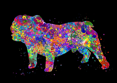 English bulldog puppy cute