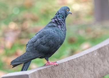 cute pigeon