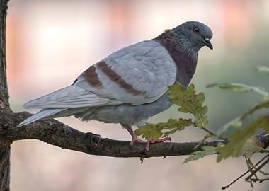cute pigeon