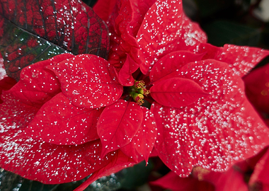 red poinsettia at Christma