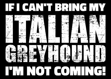 Italian Greyhound