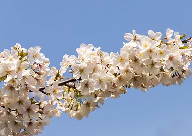 Cherry Blossom