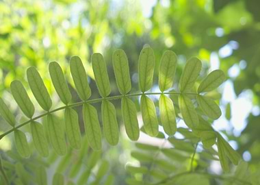 Lovely leaves and blue sky