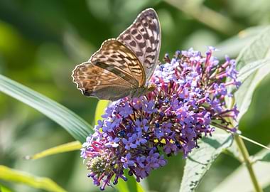 butterfly on buddleia