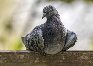cute pigeon