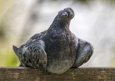 cute pigeon