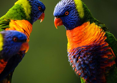 Two Parrots