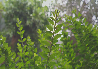 Green plant leaves in sky