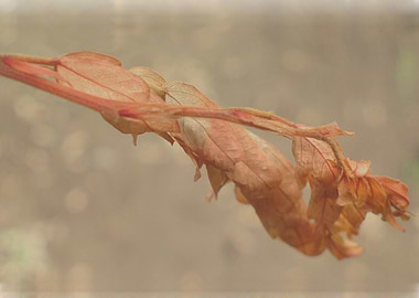 Dry and warm plant leaves