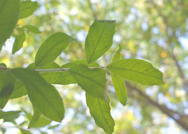 Hovering green leaves