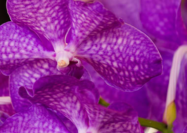 orchid in the garden