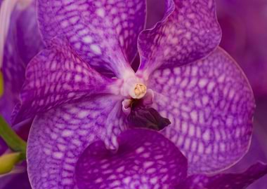 orchid in the garden