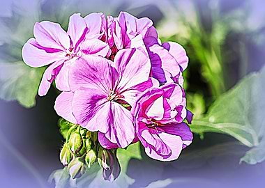 pink geranium in bloom