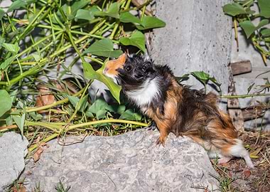 Guinea pigs