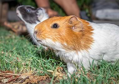 Guinea pigs