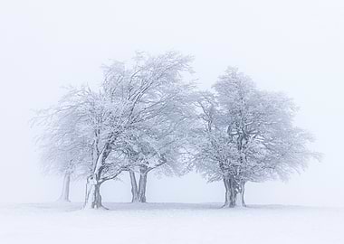 Winter trees