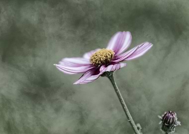 flower in spring season