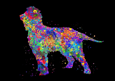 Irish water spaniel cute