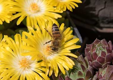 bee on flower