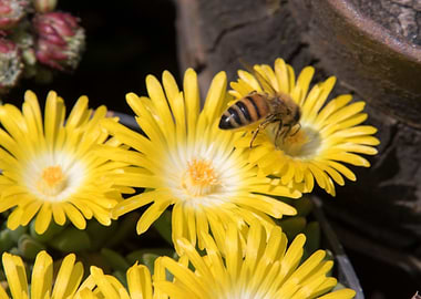 bee on sedum flower