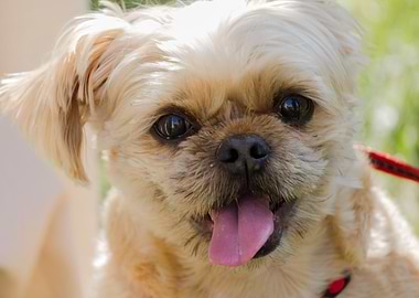 cute dog in the meadow
