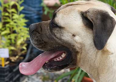 cute dog in the meadow