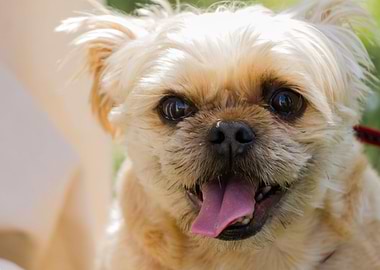 cute dog in the meadow