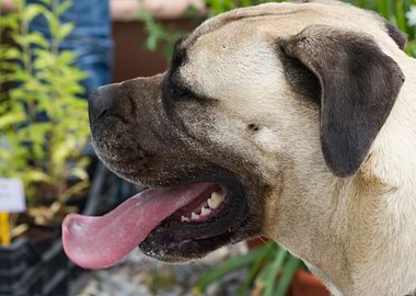 cute dog in the meadow