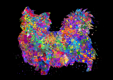 Chihuahua long hair cute