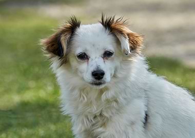 cute dog in the meadow