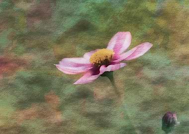 flower in spring season